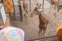 Výlet MŠ - Zoo Olomouc